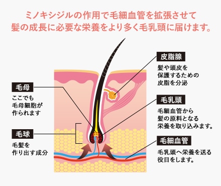 ミノキシジル