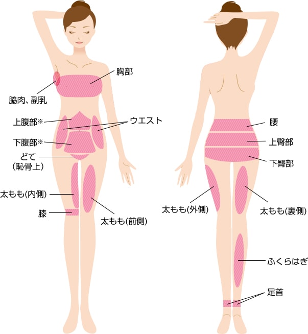 部位の解説（体）