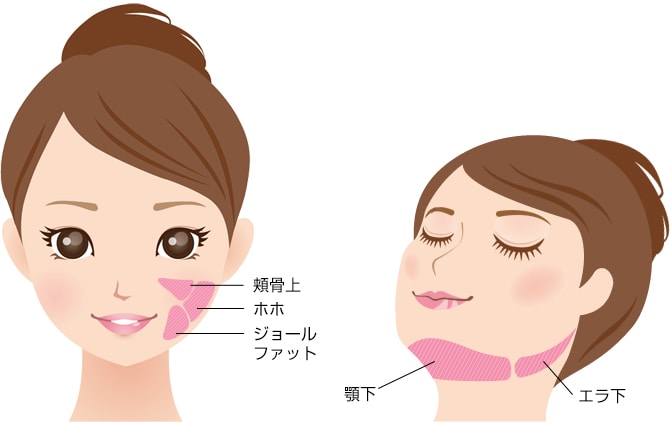 部位の解説（顔）