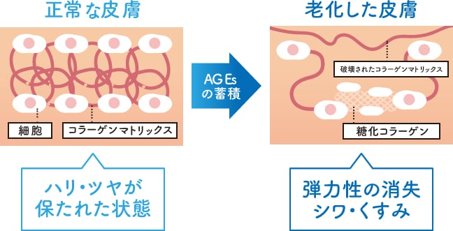 肌で糖化が起こると？？