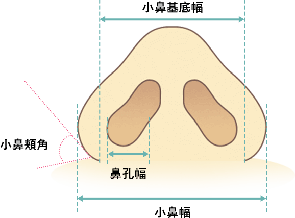 鼻のタイプ