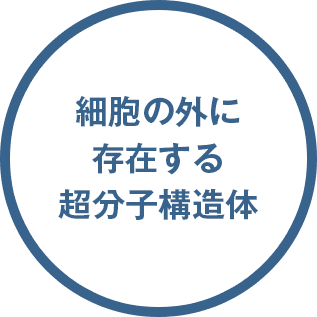 細胞の外に存在する超分子構造身体
