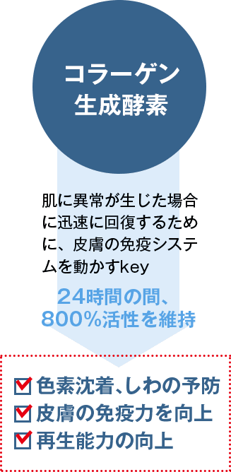 コラーゲン生成酵素