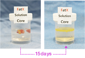 FatX Coreの変化