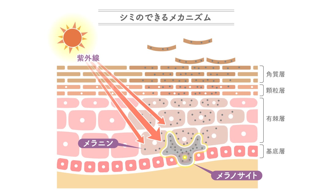 メラニンの生成抑制