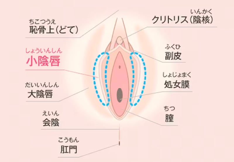 婦人科形成各部位の名称