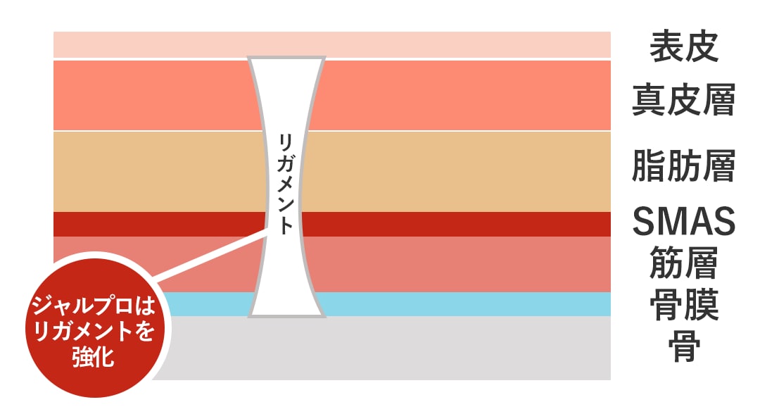 最重要ポイント！顔の”柱”である「リガメント」を育てて引き上げる