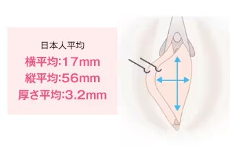 女性器の平均サイズは？