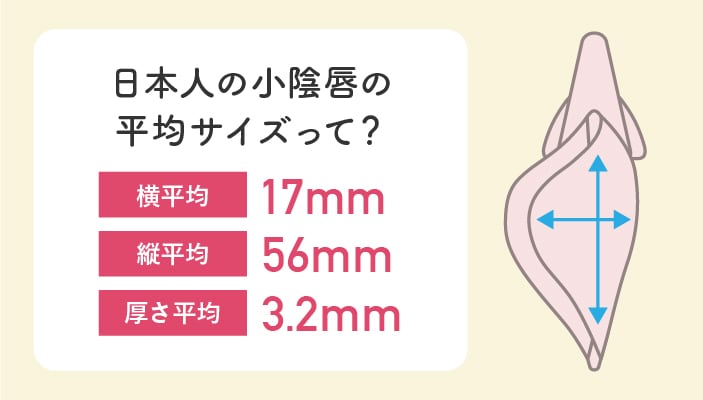 日本人の小陰唇の平均サイズって？