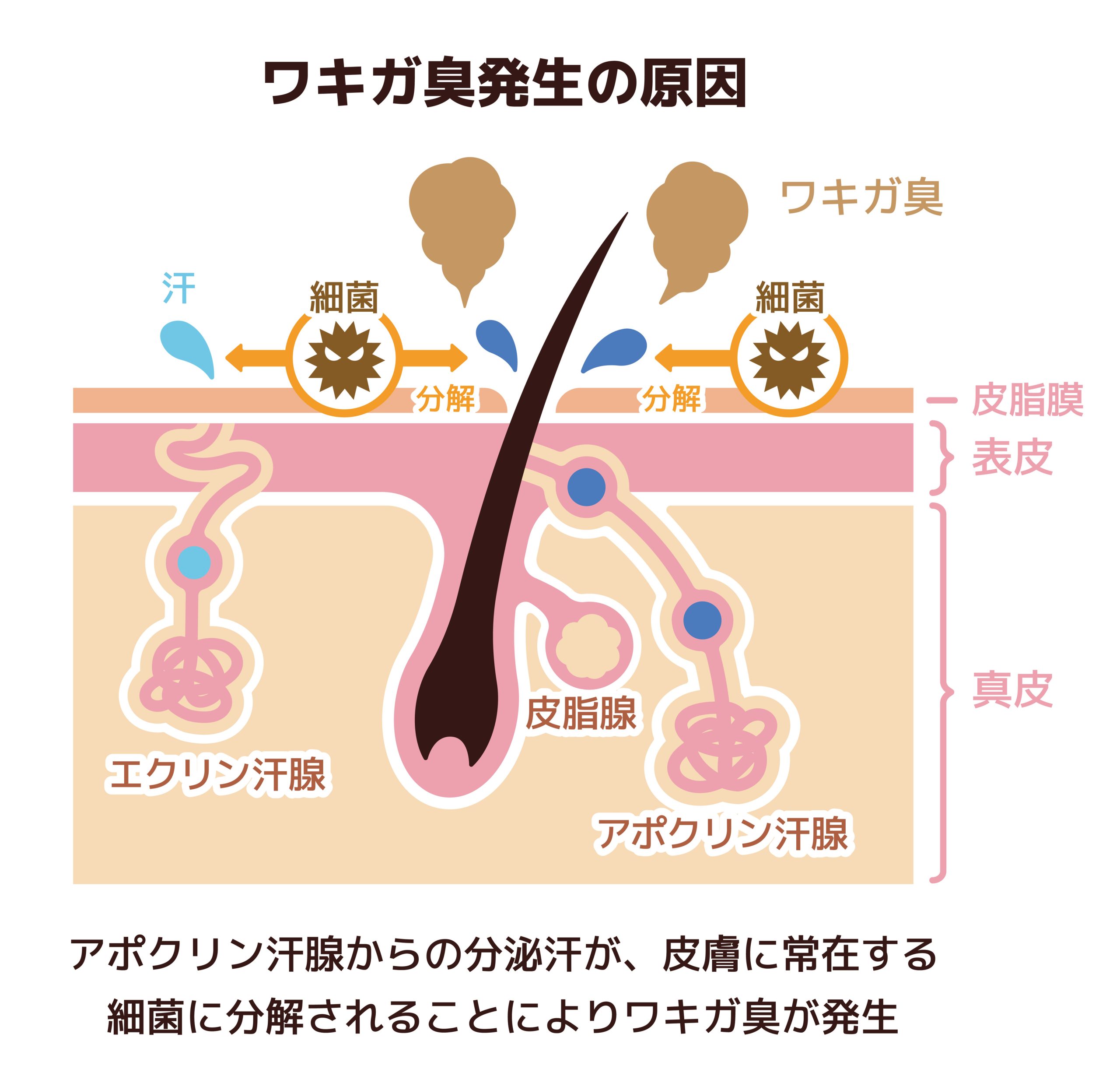 2つの汗腺