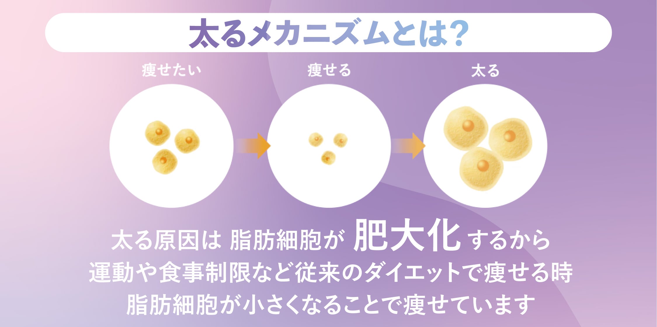 太るメカニズムとメディカルサイズダウンの仕組み