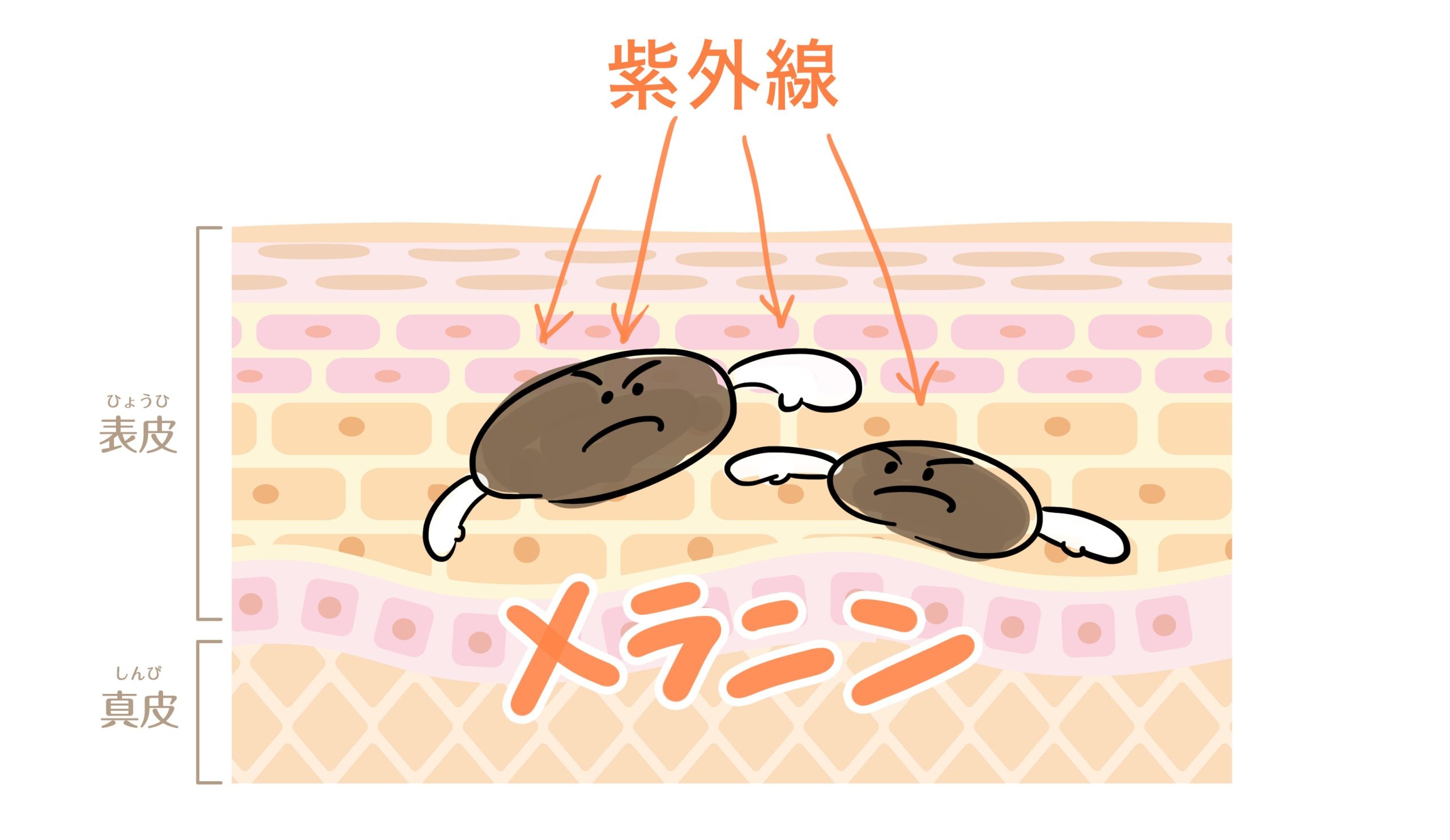 肌を守るメラニン