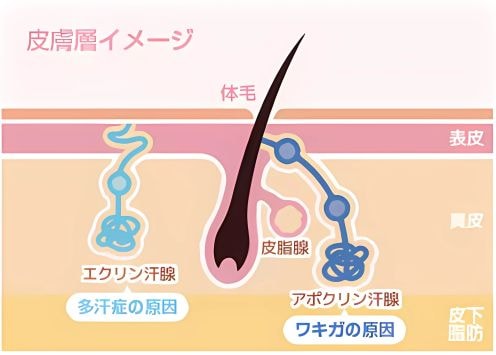 特徴