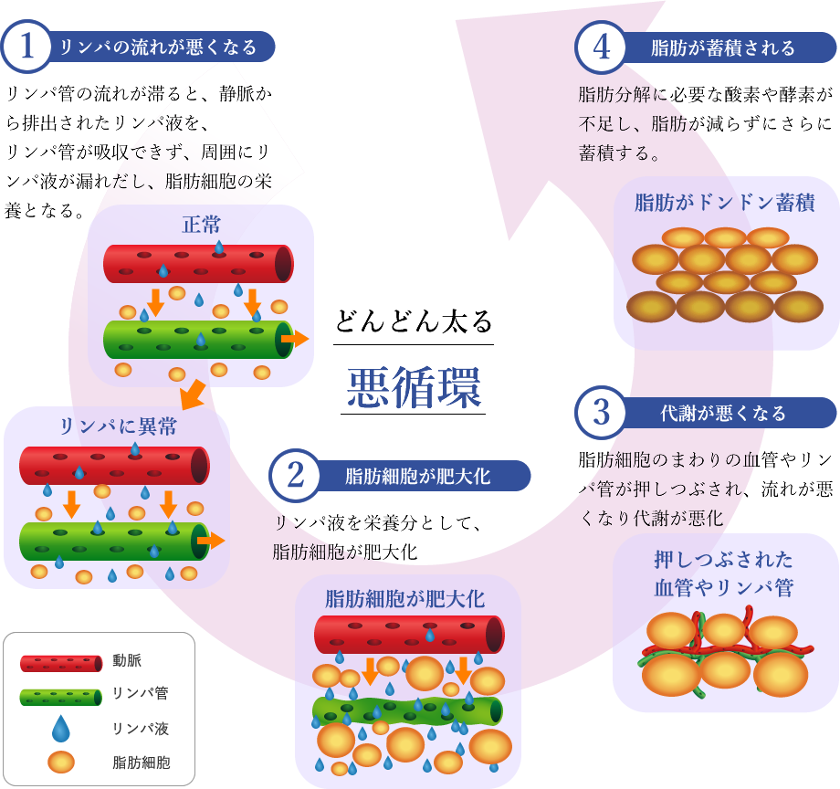 リンパの悪化と脂肪細胞肥大により太る悪循環へ